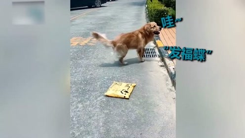 绣球犬 腾讯视频