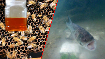 加蜂蜜是否可以诱鲤鱼？这个结果有多少人不能接受呢