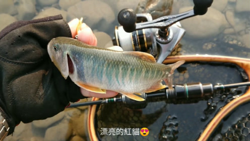 路亚到漂亮的红猫鱼 运气好无论路亚和手竿都是中中中鱼 腾讯视频