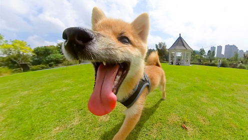 看它撒欢的样子,开心极了!