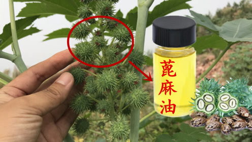 不起眼的蓖麻油厉害了,生活中离不开它?快看看到底有啥用