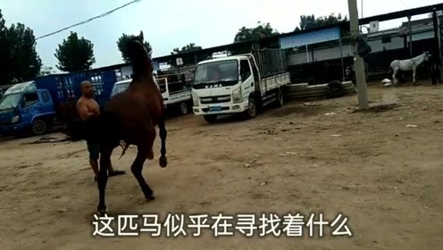 马是怎么繁殖的 腾讯视频