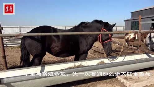 马繁殖 腾讯视频