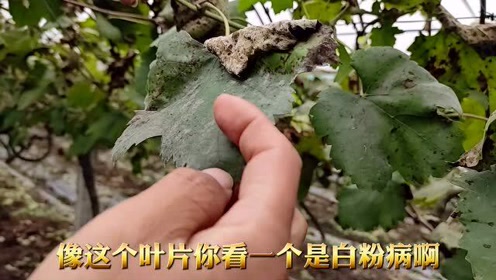 葡萄花芽分化 腾讯视频