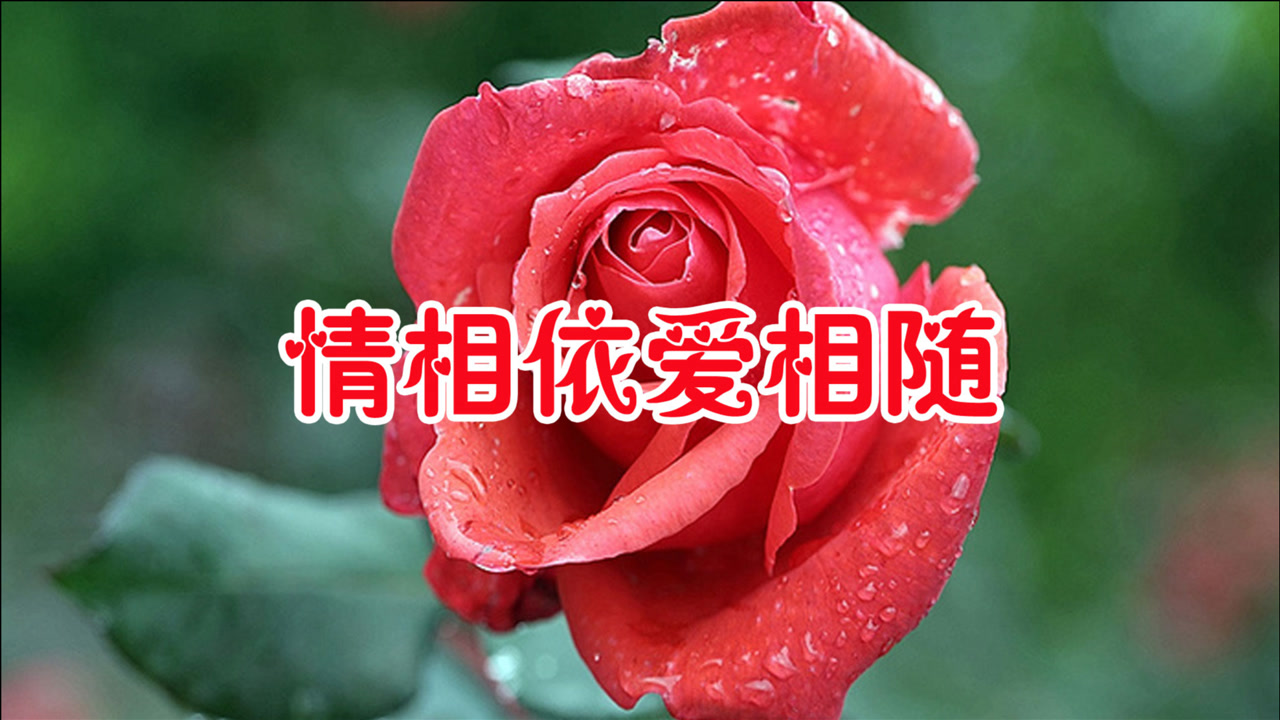 三倍流畅播放 4k超清体验  03:44   一首情歌对唱《情相依爱相随》句