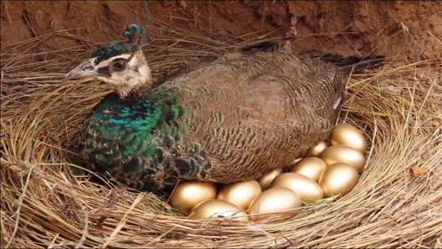 孔雀会下金蛋?小伙凑近一看,直呼发财了!