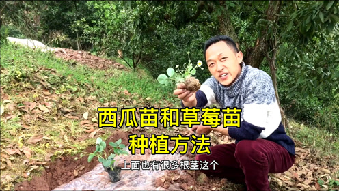 西瓜苗 腾讯视频