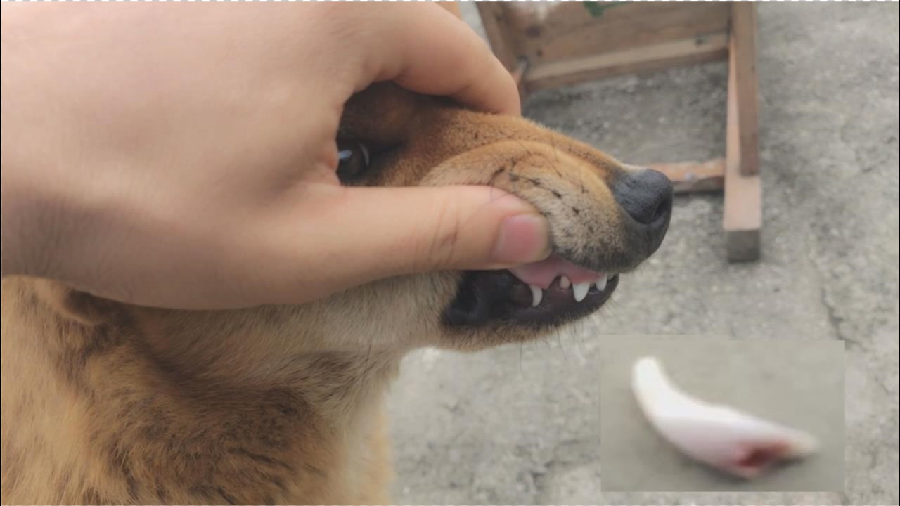 狗 犬科哺乳动物 搜狗百科