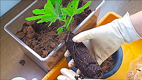青皮无花果树,嫩枝条扦插方法,从选取枝条到育苗移植,全程记录