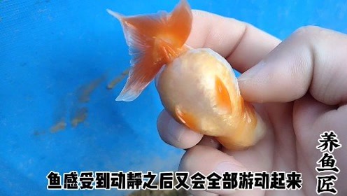 金鱼繁殖 腾讯视频