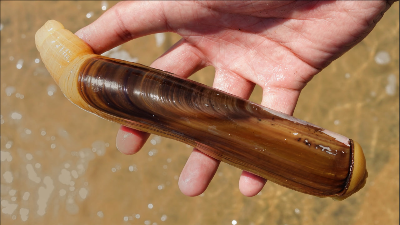 几百一斤的大蛏王你见过嘛,是这样抓出了的,大家觉得值不值呢