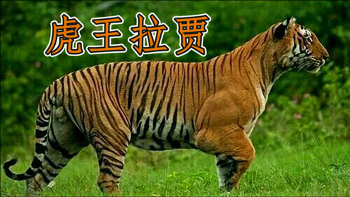 虎王拉贾的故事!战斗力爆表,魔鬼筋肉虎!