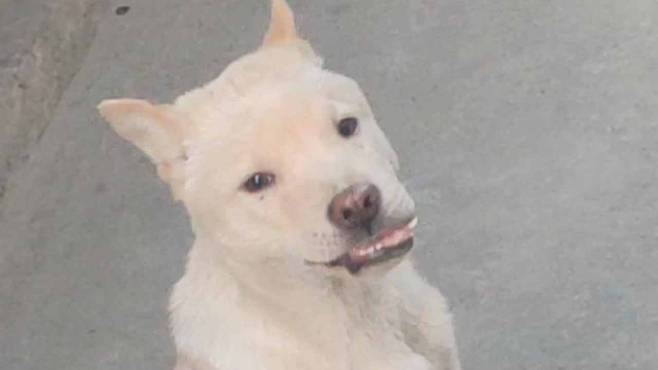 狗 犬科哺乳动物 搜狗百科