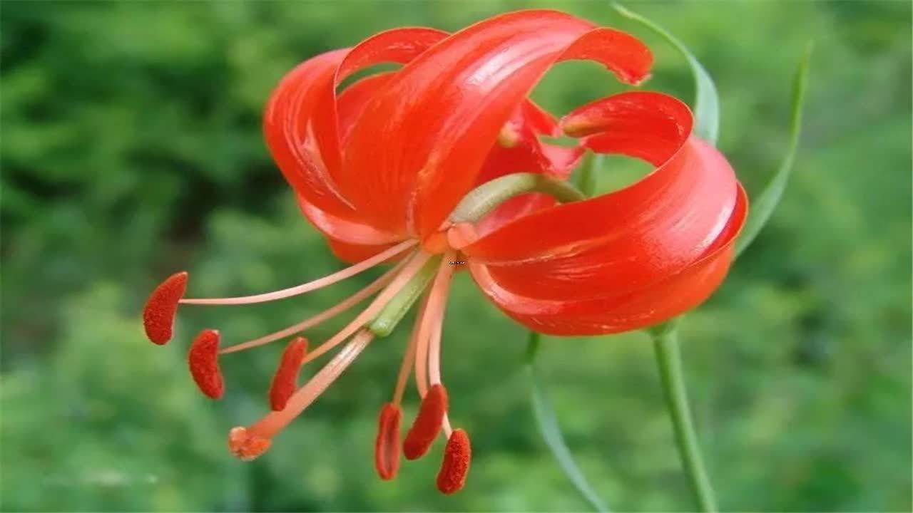 草原最美的花 火红的萨日朗