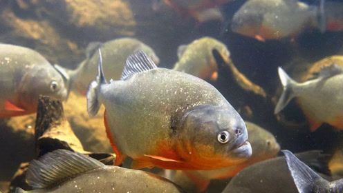 生性凶残的锯脂鲤体型不过巴掌大小,却总是成群结队结队的觅食