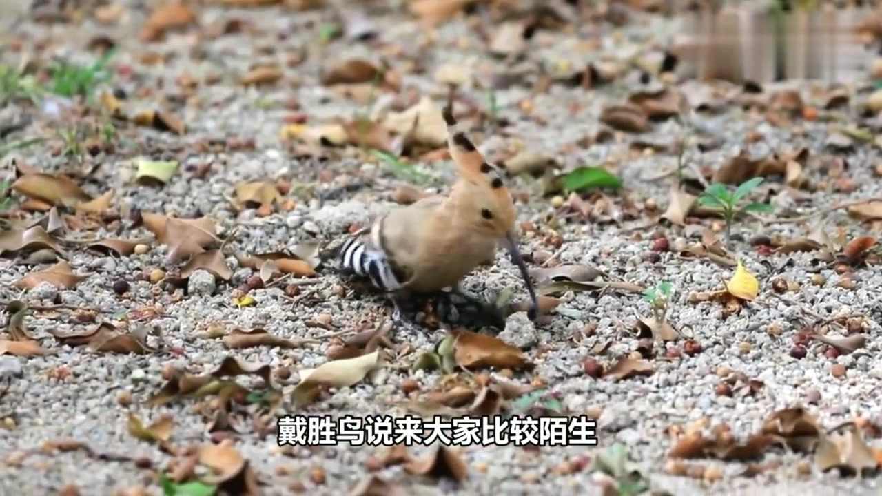 戴胜(犀鸟目戴胜科动物)_搜狗百科