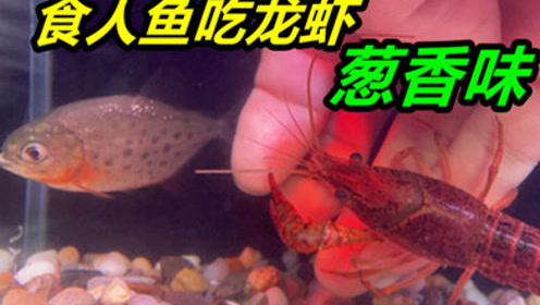 成年食人鱼都不敢吃的小龙虾,放到小食人鱼面前,会怎么样#观赏鱼#水族