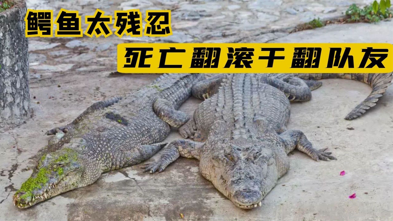 鳄鱼不小心踩了同伴一脚,瞬间被卸下一条腿,死亡翻滚太恐怖!