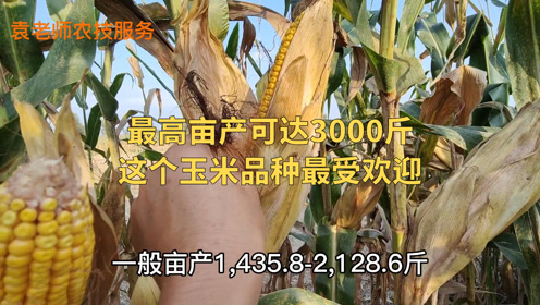 这个玉米品种最受农民欢迎最高亩产3000斤23个省市都能种