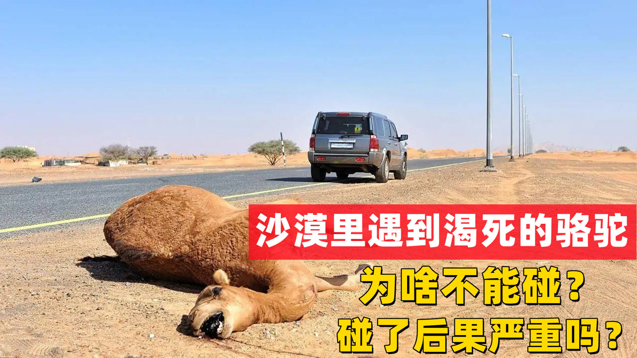 为什么说渴死的骆驼不能碰？的简单介绍-第1张图片-鲸幼网