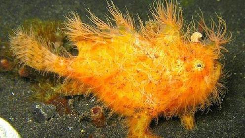 海洋中最孤独的鱼-马尾藻鱼