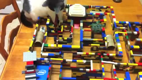 Hamster Lego Maze