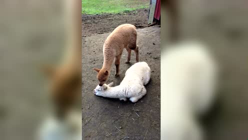 羊驼睡觉跟一副要死的样子,嘴啃着地