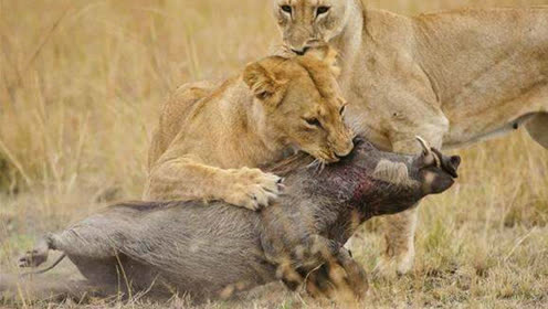 间:2020-07-09大自然:狮子活吃疣猪,每咬一口疣猪就惨叫一声,鬣狗闻着