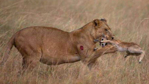 Image result for ţ   ʨ