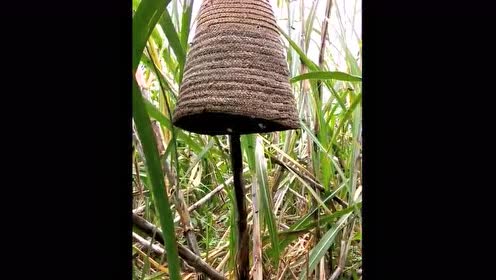 农村烂草帽是收蜜蜂的一个神奇的道具