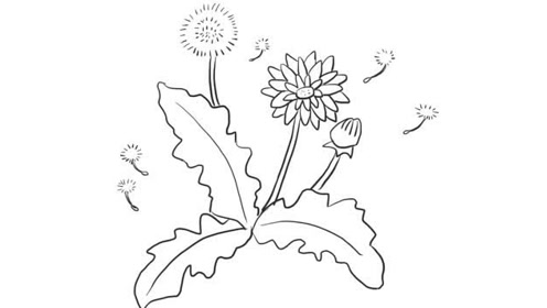 蒲公英幼儿亲子儿童简笔画 幼儿园学画画