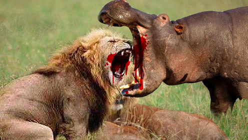 惨烈:饿疯的狮子撕咬河马,直接被河马咬爆头!