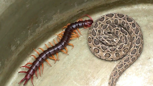 巨型蜈蚣大战巨毒蛇,两毒物间的较量,最终鹿死谁手!