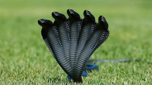 真的有五头蛇吗 是基因突变还是神秘力量导致