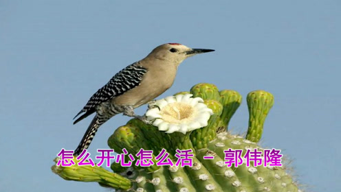 新歌!一曲《怎么开心怎么活》有钱没钱都听听!