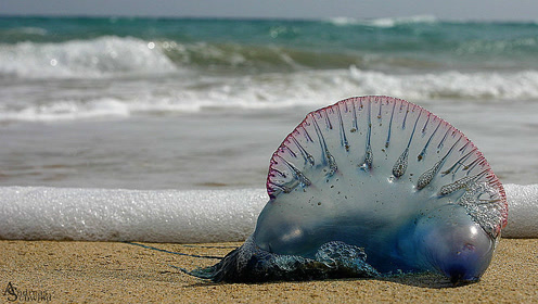 僧帽水母有多可怕?被蛰永久留疤,神经毒素毒性堪比眼睛王蛇