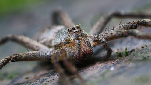 澳大利亚的18cm巨型蜘蛛入侵英国,当地男子一口气竟被吓跑竟公里!