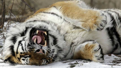 老虎突然惊恐乱窜 结果发生惨烈的一幕!