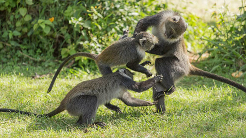 实拍两帮猴子打架,场面十分激烈!