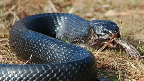 当响尾蛇遭遇王蛇 哪怕体型大两倍也不敢轻举妄动