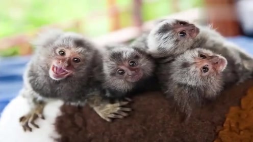 10只迷人的侏儒动物你不会相信存在