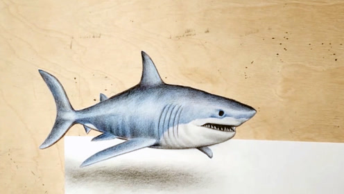 这3d立体画鲨鱼仿佛要游出来啦!