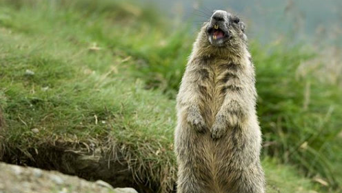 土拨鼠叫起来真是"魔性嘶吼"?土拨鼠:人家明明是萝莉音好不