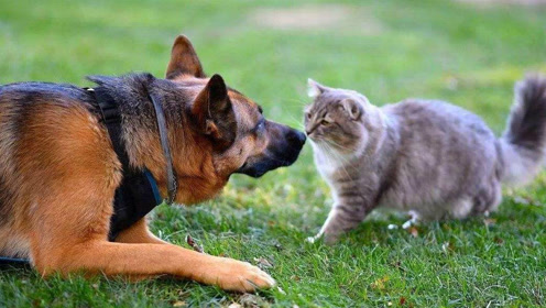 狗猫大战 腾讯视频
