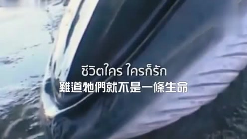 泰国公益广告, 塑料做的寿司你会吃吗?