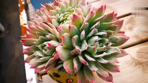 多肉植物火焰杯缀化,越红越美!