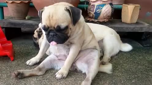 狗狗太无聊,坐在地上打瞌睡,样子真是又萌有搞笑