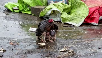母爱，犹如暴雨中的一把大伞