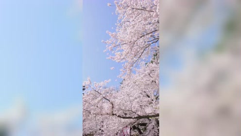 青森弘前公园 腾讯视频