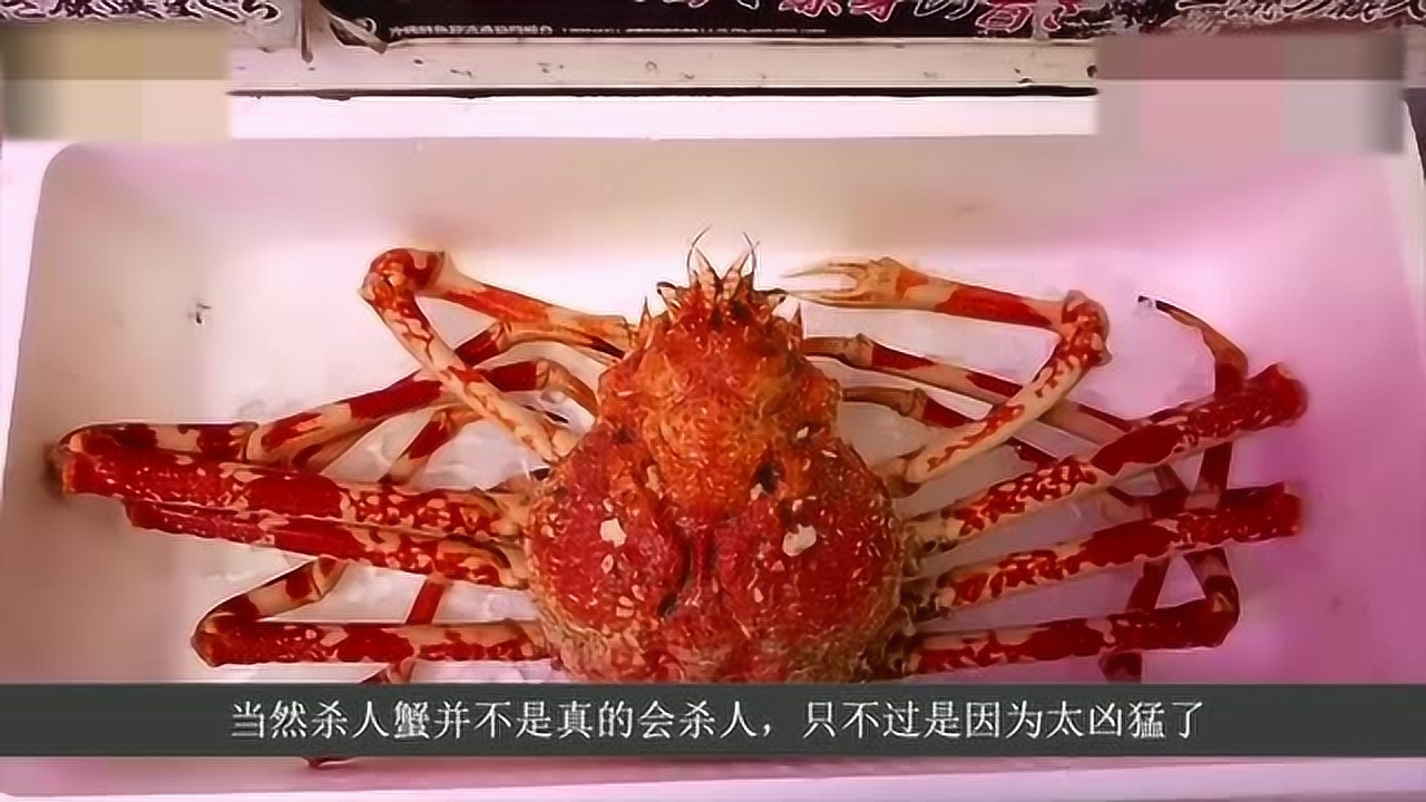 日本蜘蛛蟹 蜘蛛蟹科蜘蛛蟹属动物 搜狗百科